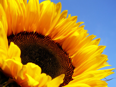 yellow sunflower